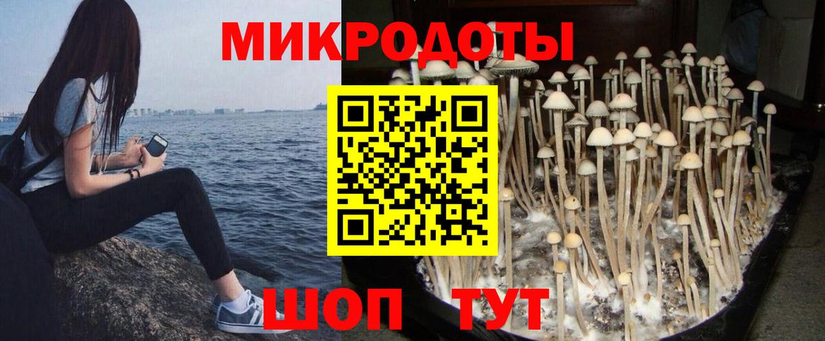 Галлюциногенные грибы Psilocybine cubensis Миллерово